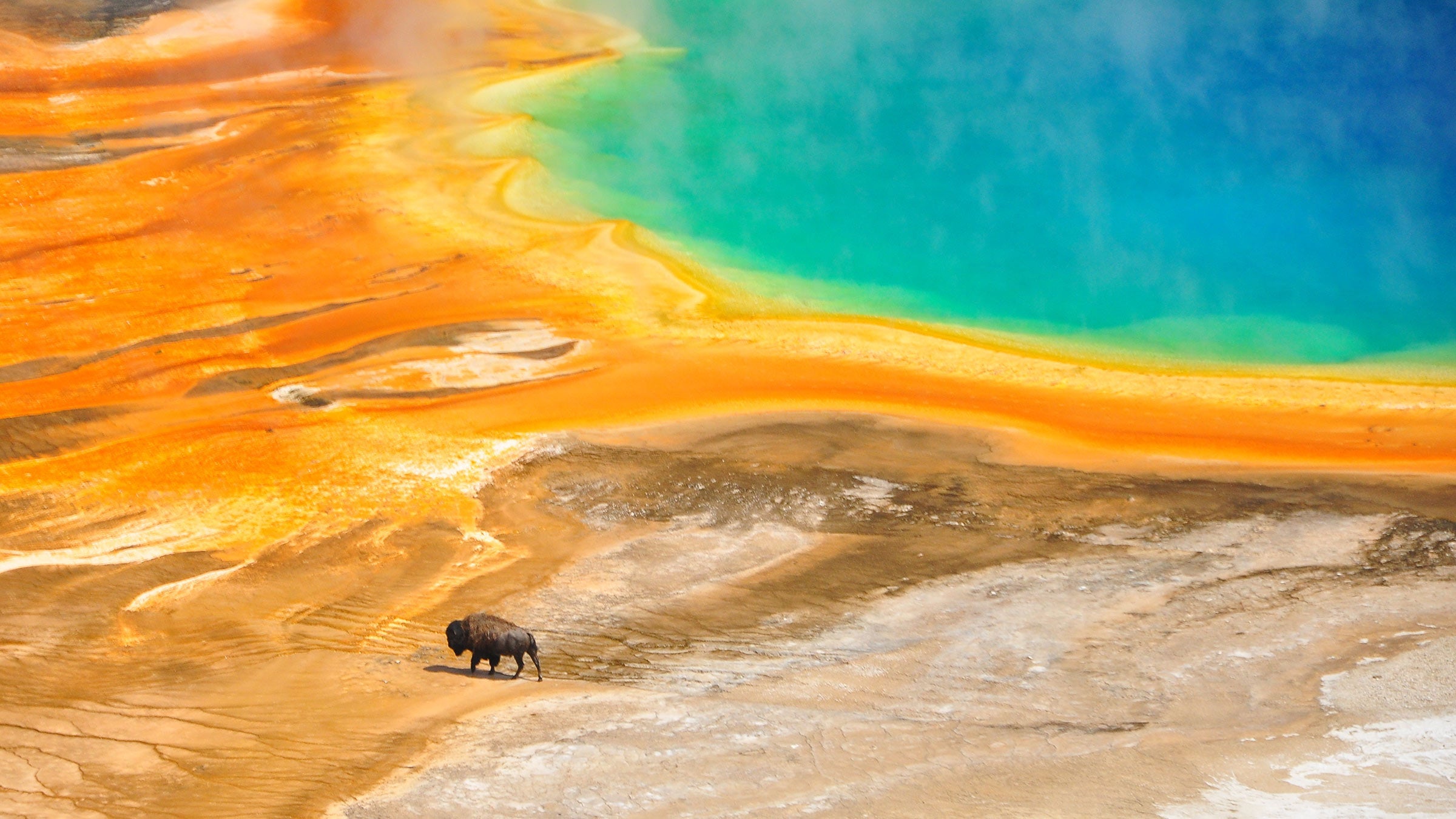 A lone bison walks near Grand Prismatic Spring in Yellowstone
