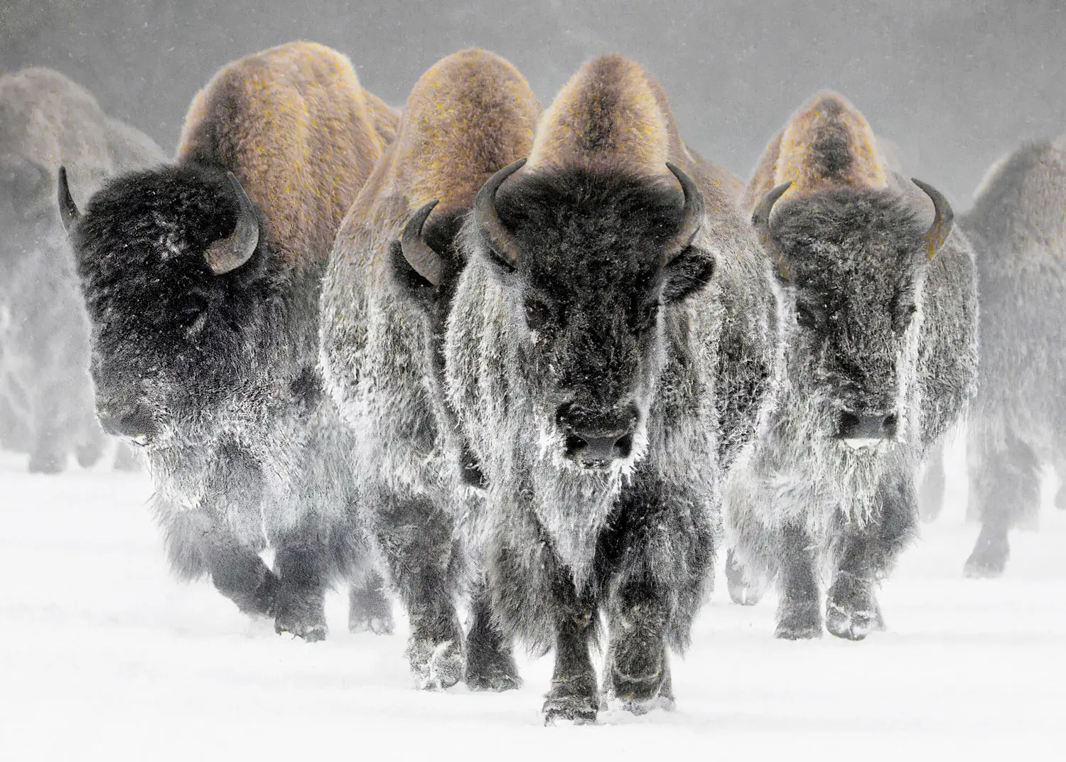 Bison running in Yellowstone