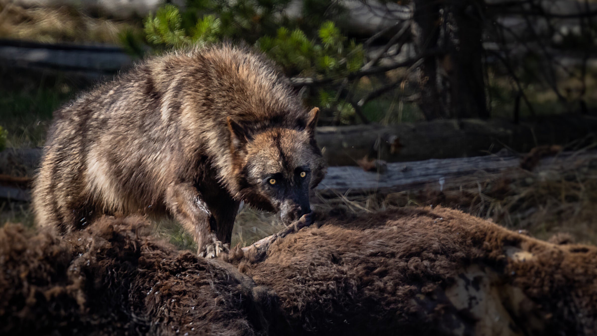 A wolf takes his share of a bison carcass in Yellowstone National Park